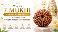 Why the 7 Mukhi Nepali Rudraksha Is One of the Most Sought-After Sacred Beads